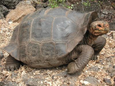 Female giant tortoise