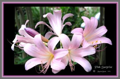 Pink Surprise