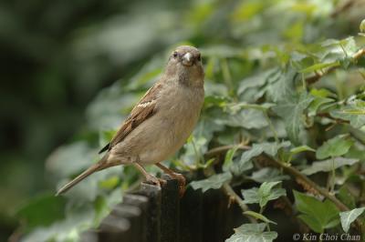 House Sparrow (female)