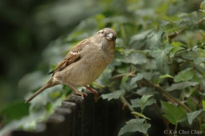 House Sparrow (female)