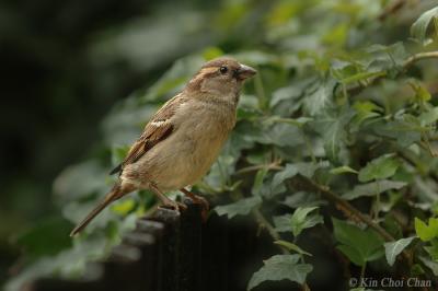 House Sparrow (female)