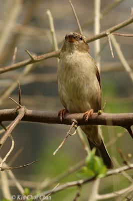 House Sparrow (female)