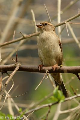 House Sparrow (female)