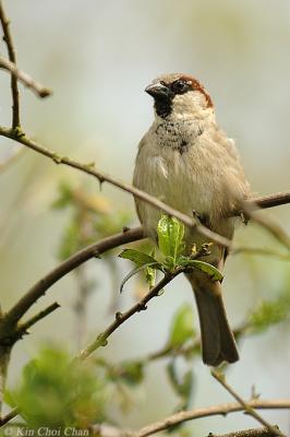 House Sparrow (male)