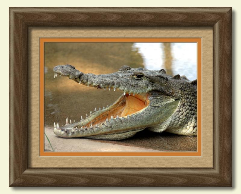 crocodile