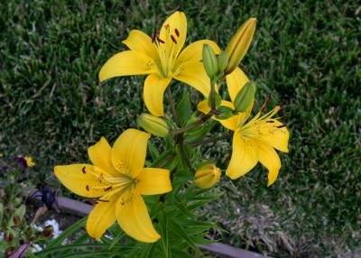 yellow lillies 2