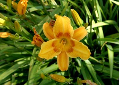 yellow orange lily