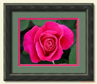 Fuschia curves 2