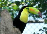 toucan 3