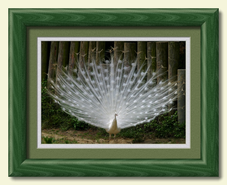 White peacock