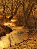 Misty Gold