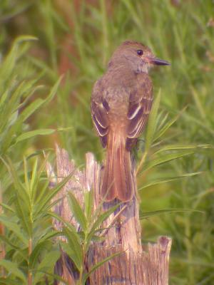 Great Crested Flycatcher