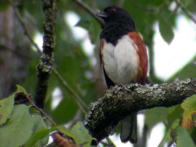 Eastern Towhee