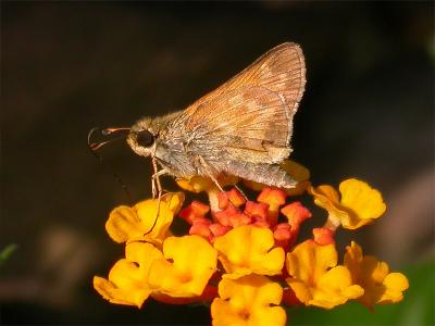 Female