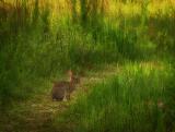 Rabbit on the path