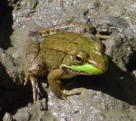 frog.jpg
