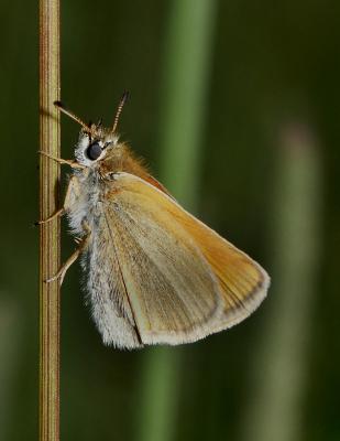 Tiny Skipper Hesperiidae 6119.jpg
