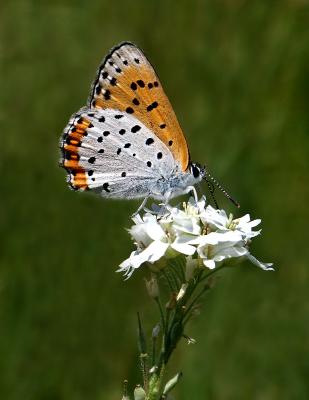 Copper6127.jpg