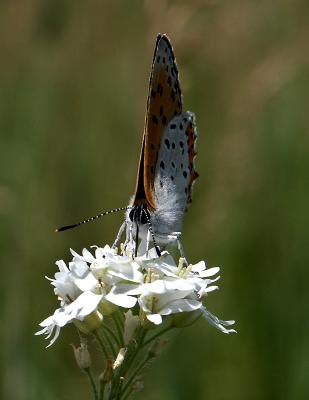 Copper6129.jpg
