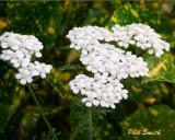 Achillea