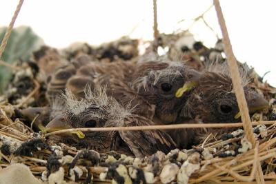 Baby Birds (finches)