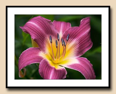 Daylily macro