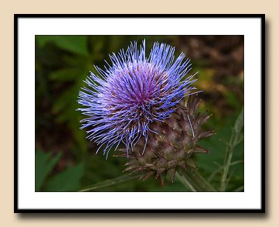 Cardona thistle