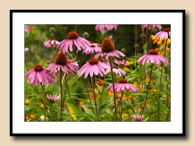 Echinacea in profusion