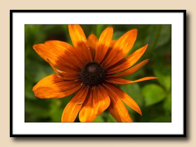 Coneflower with attitude