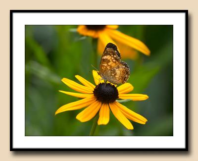 Fritillary profile on rudbeckia