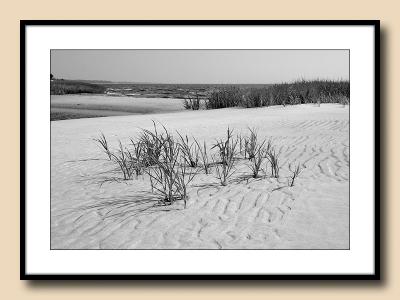 Reeds in sand