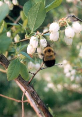 bumblebee in blueberry blossoms