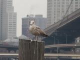 Bird In Queens