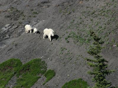 Mountain Goats