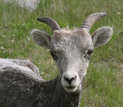 Big-horn Sheep