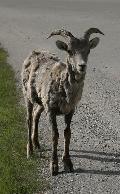 Big-horn Sheep