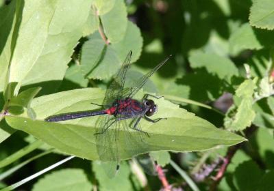 Dragon Fly