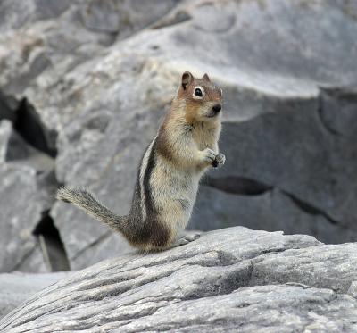 Golden Mantle Ground Squirrel