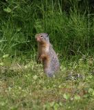 Columbian Ground Squirrel