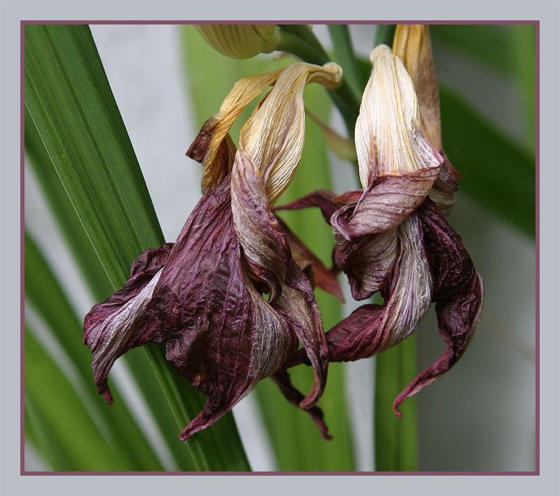 Aging Gracefully<BR>Eighth Place<BR>Sony Talk Forum<BR>Challenge 48 Exhibition