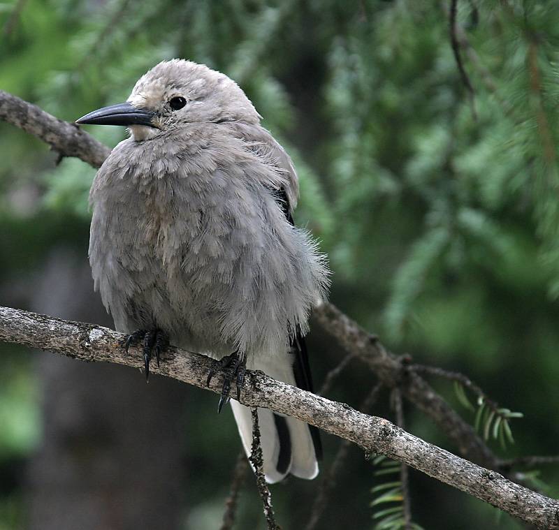 Clarks Nutcracker