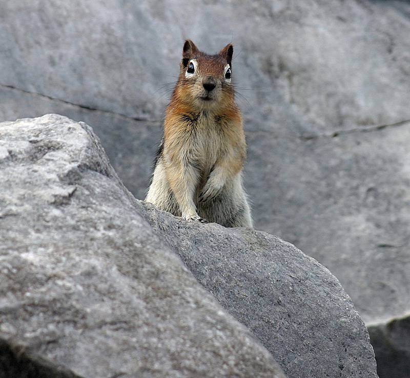 Golden Mantle Ground Squirrel