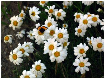 Alpine flowers