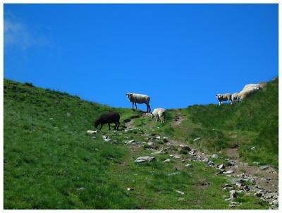 Sheep on the Col de Tricot saddle