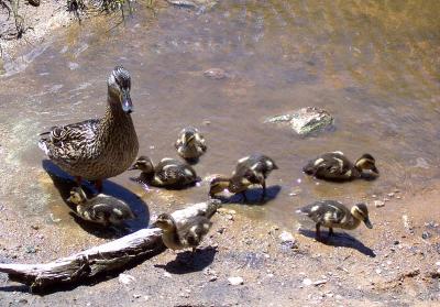 Little Quackers