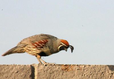 Male Quail