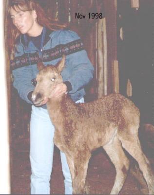 me and a baby colt  Nov 1998