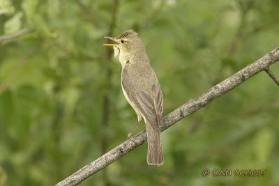 Orpheusspotvogel_C10D00865.jpg