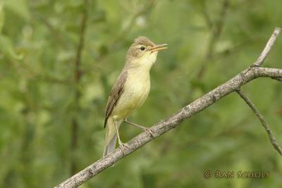 Orpheusspotvogel_C10D00870.jpg