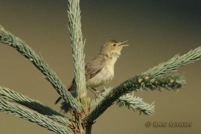 Orpheusspotvogel_C10D01054.jpg